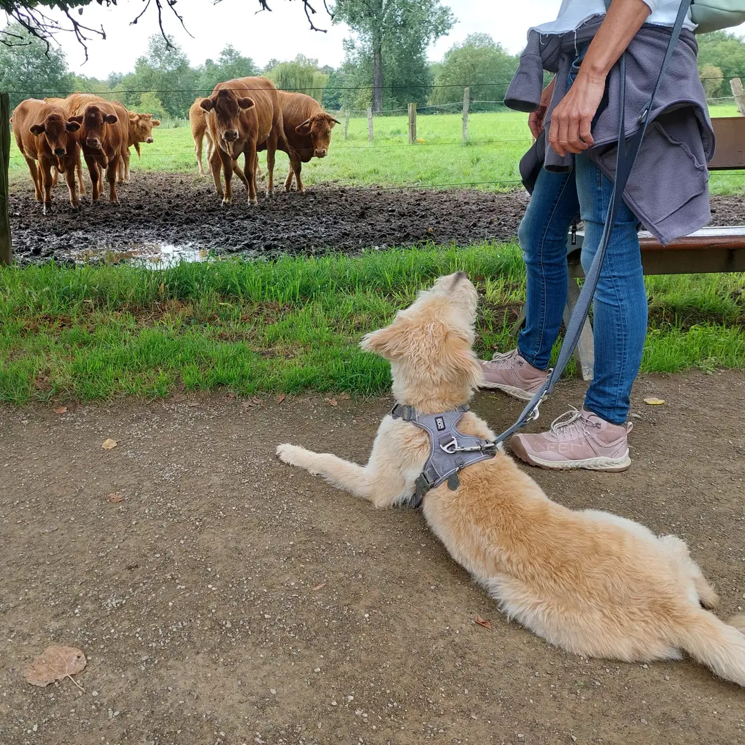 Hundeausbildung - DCC-Walk - Elite