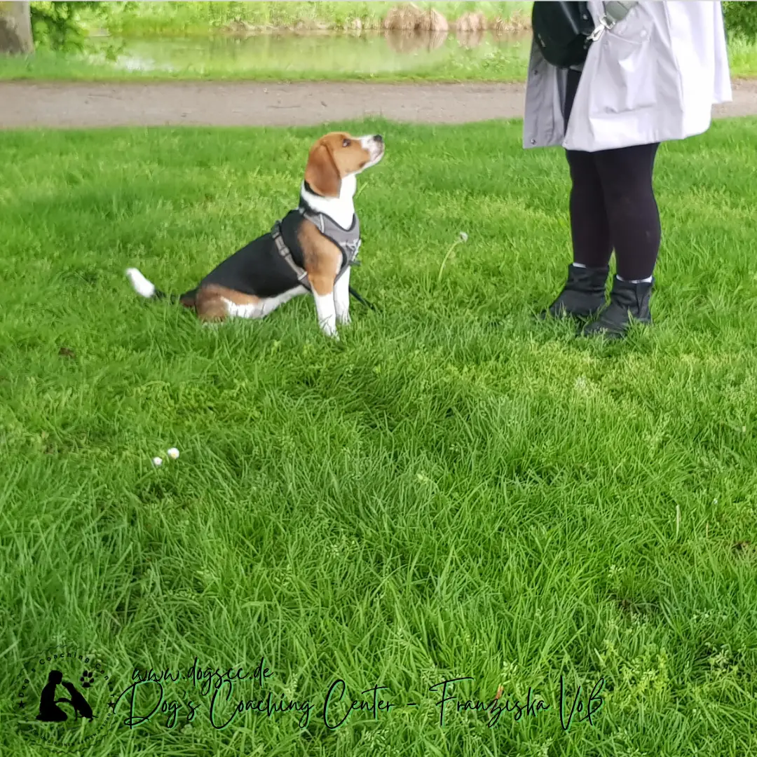 Hundeausbildung - Dog-Life-Balance - Basiskurs