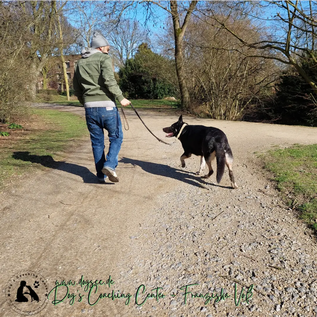 Hundeausbildung - Dog-Life-Balance - Expertenkurs