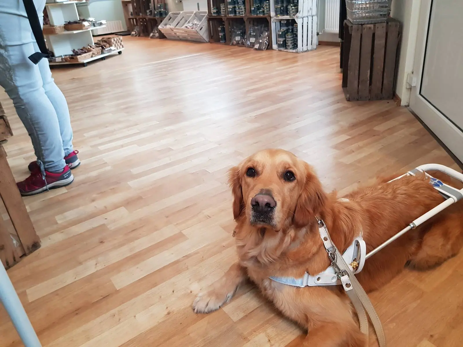 Hundeausbildung - z.B. Blindenführhunde Hundeausbildung - z.B. Blindenführhunde