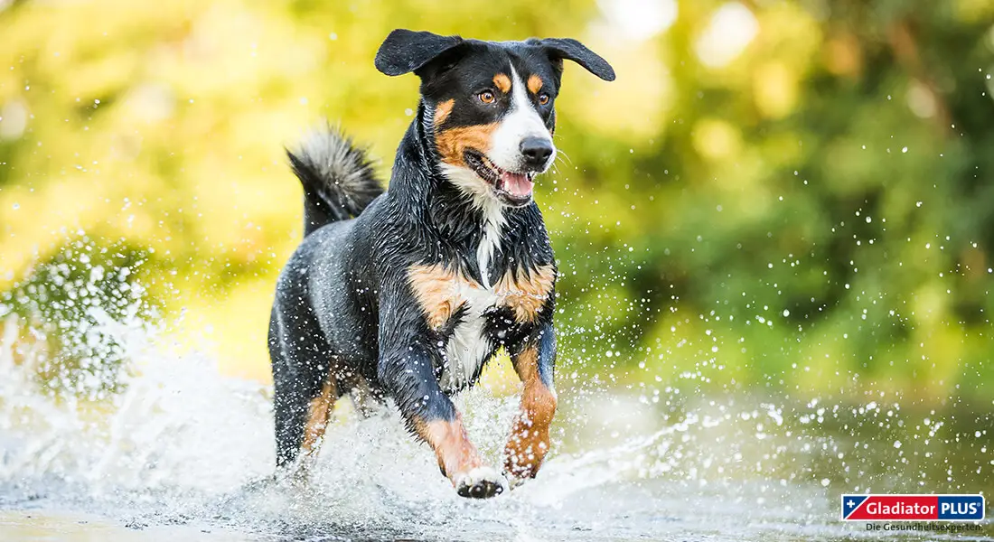 GladiatorPLus - Hund der durchs Wasser läuft, unten rechts GladiatorPLus Logo