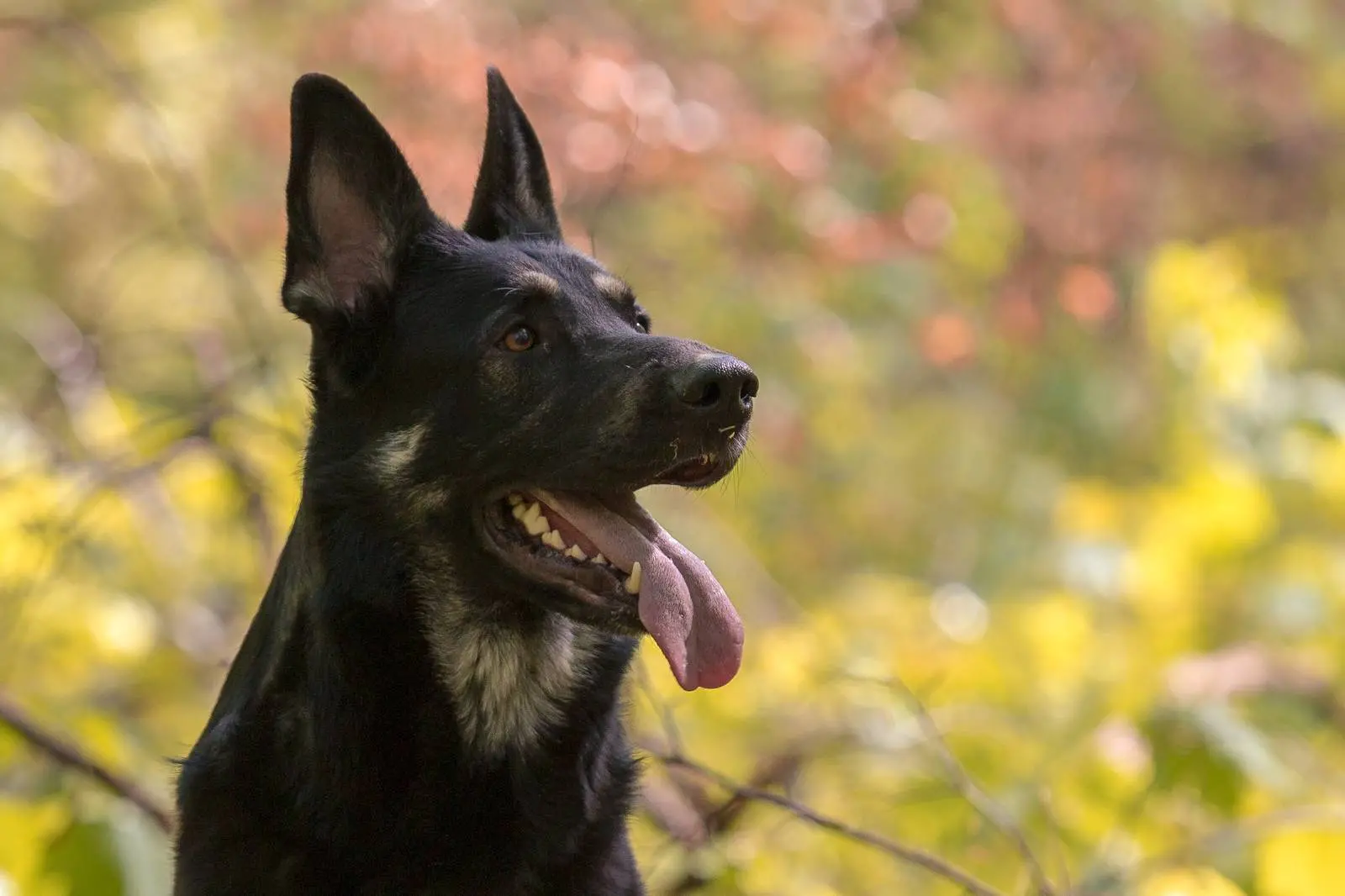 Über DCC - Maja Über DCC - Maja