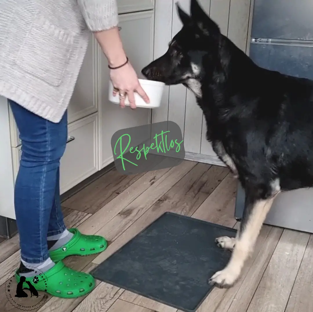 Fütterung respektlos - Der Hund schnappt schon in der Luft nach dem Essen Fütterung respektlos - Der Hund schnappt schon in der Luft nach dem Essen