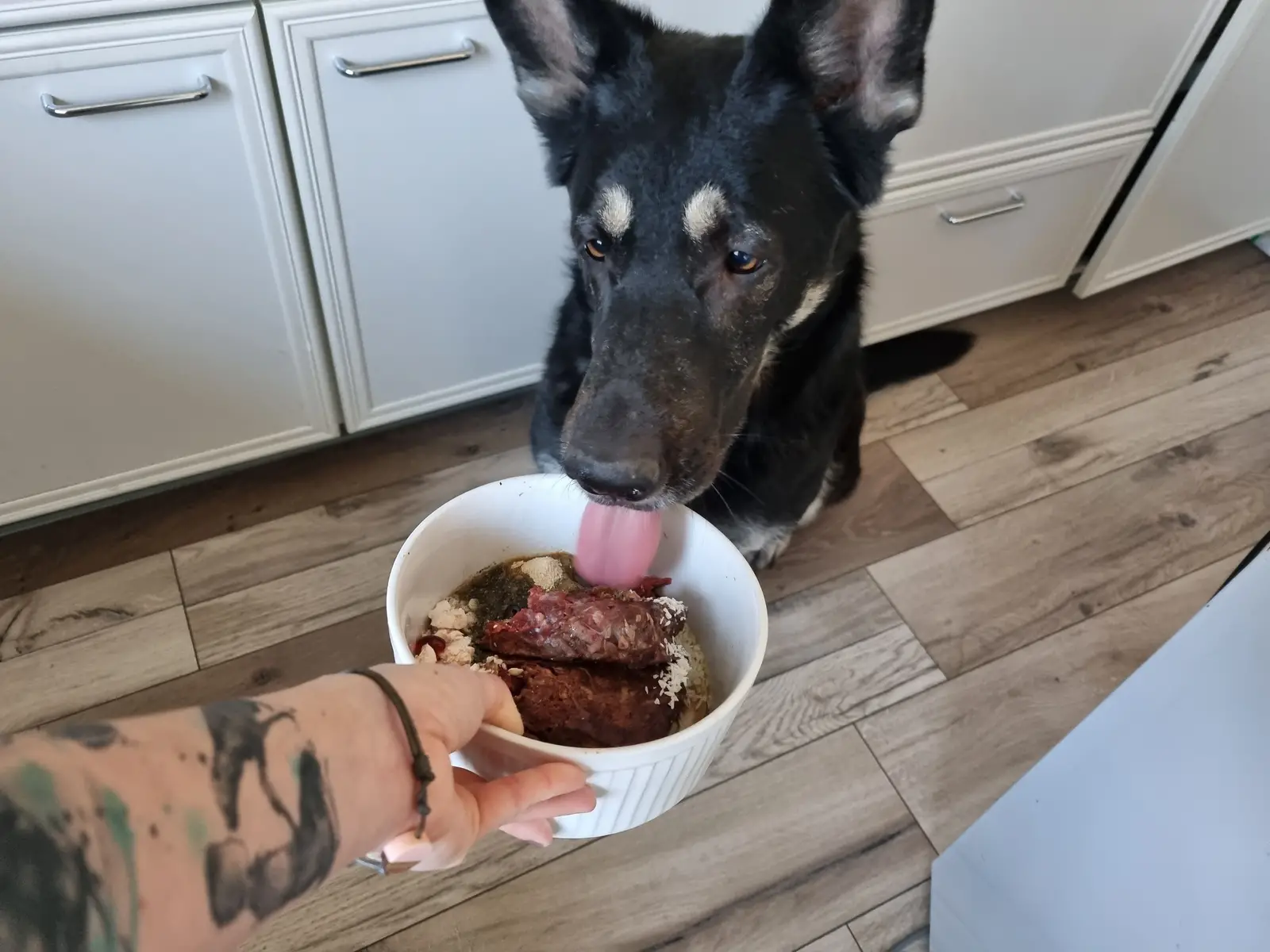 Zahngesundheit beim Hund