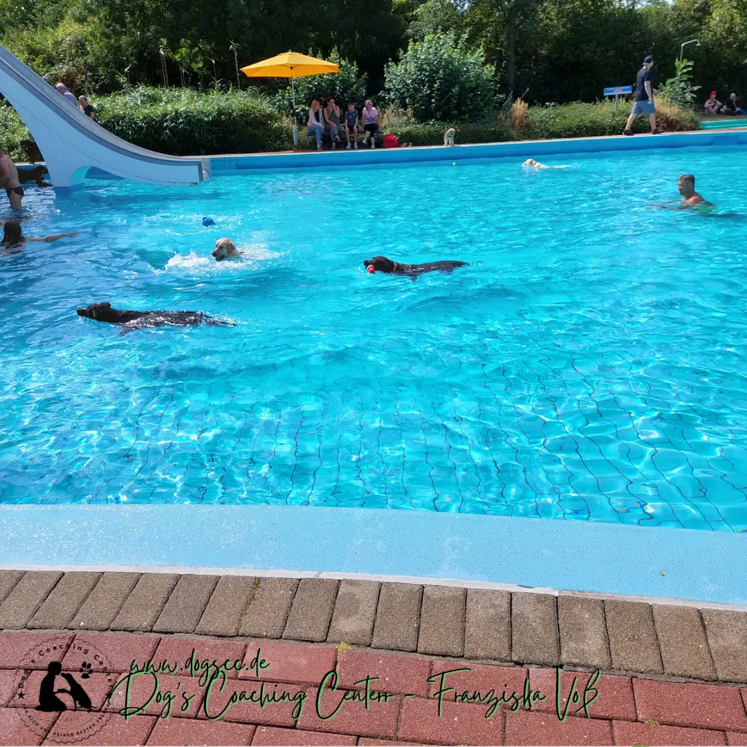 28.11.2022: Hundeschwimmen in Rheinberg 28.11.2022: Hundeschwimmen in Rheinberg