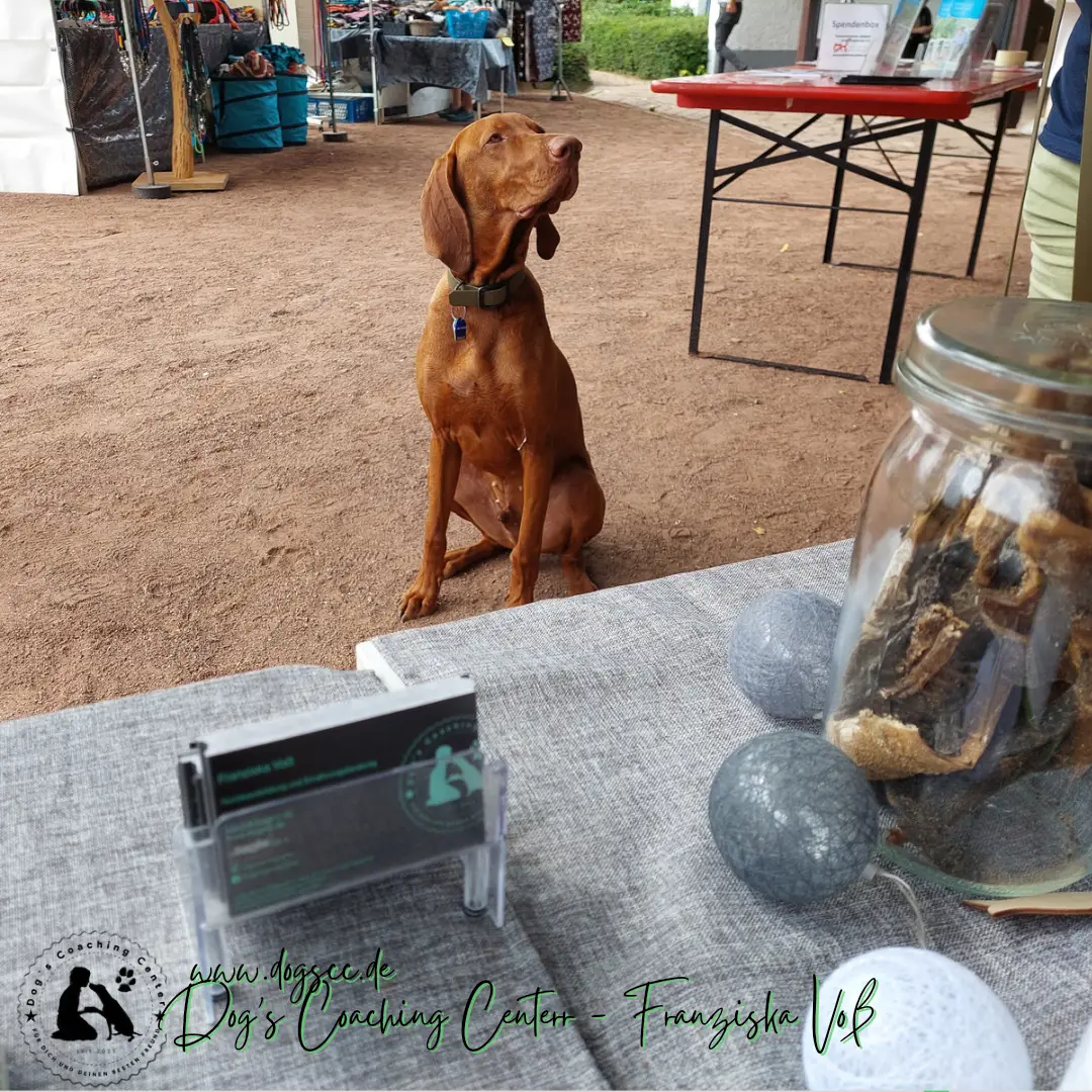 28.11.2022: Hundeschwimmen in Rheinberg 28.11.2022: Hundeschwimmen in Rheinberg