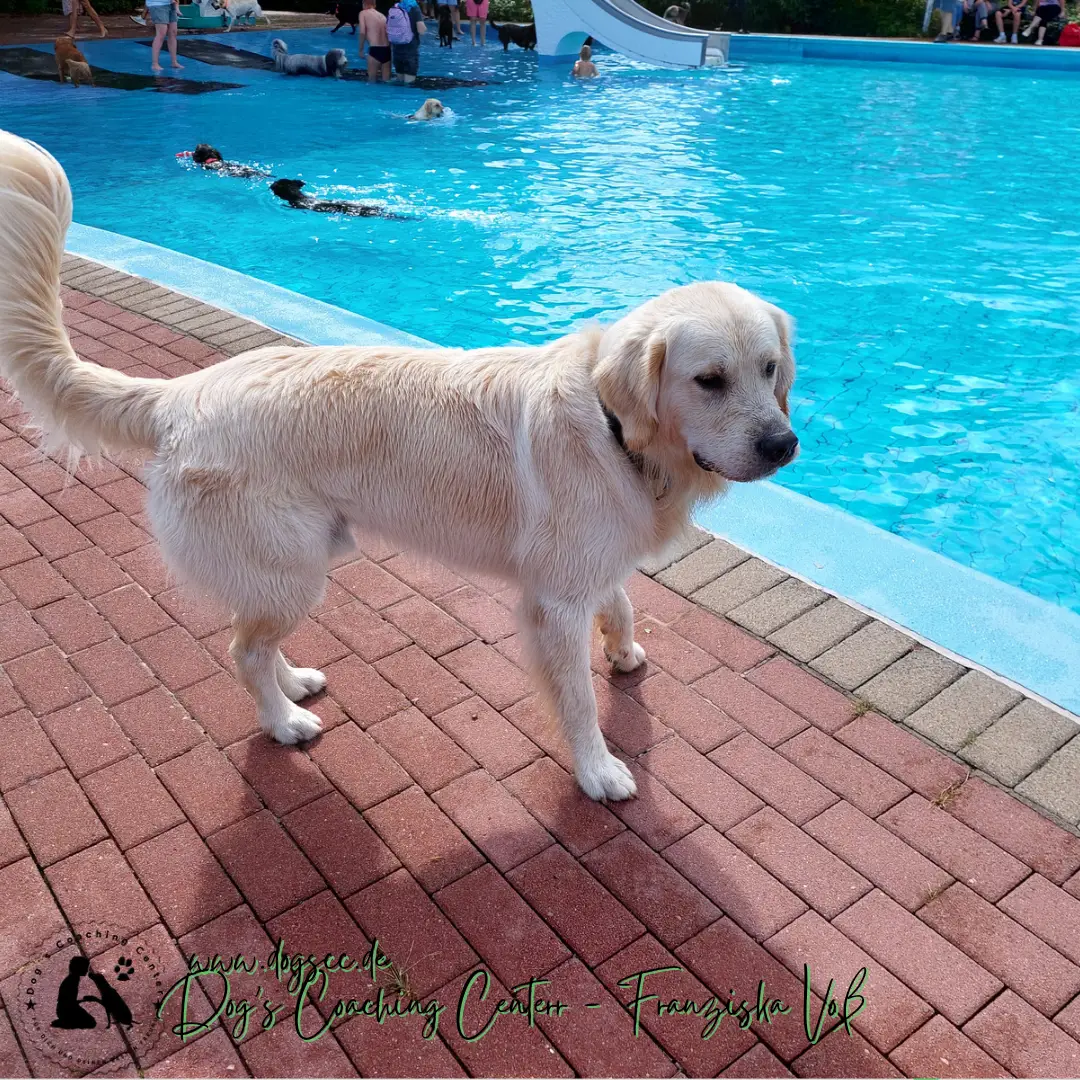 28.11.2022: Hundeschwimmen in Rheinberg 28.11.2022: Hundeschwimmen in Rheinberg