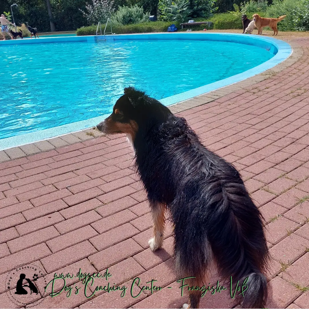 28.11.2022: Hundeschwimmen in Rheinberg 28.11.2022: Hundeschwimmen in Rheinberg