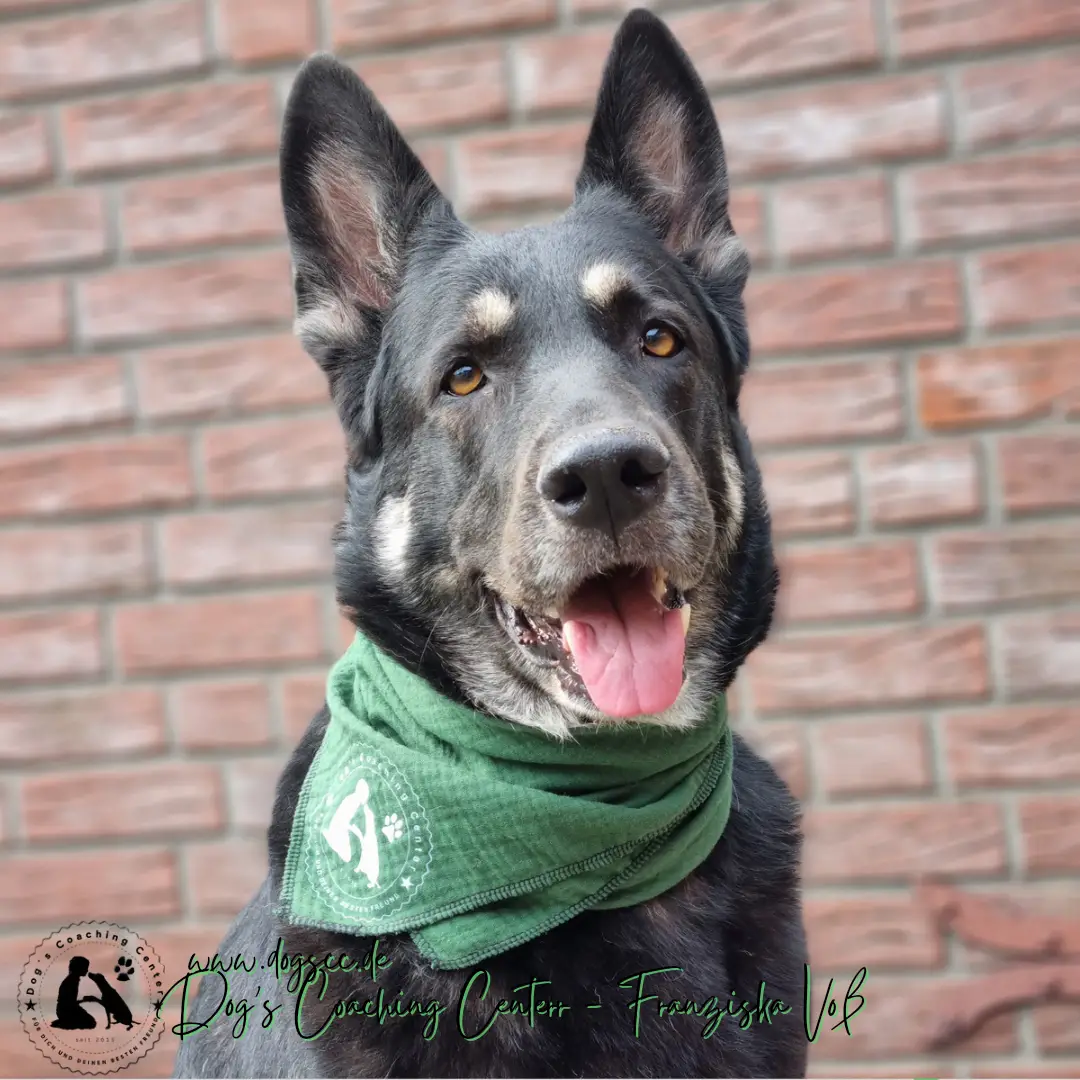 Beiwerk zum Gewinnspiel - Blogartikel 06.12.2022: Maja