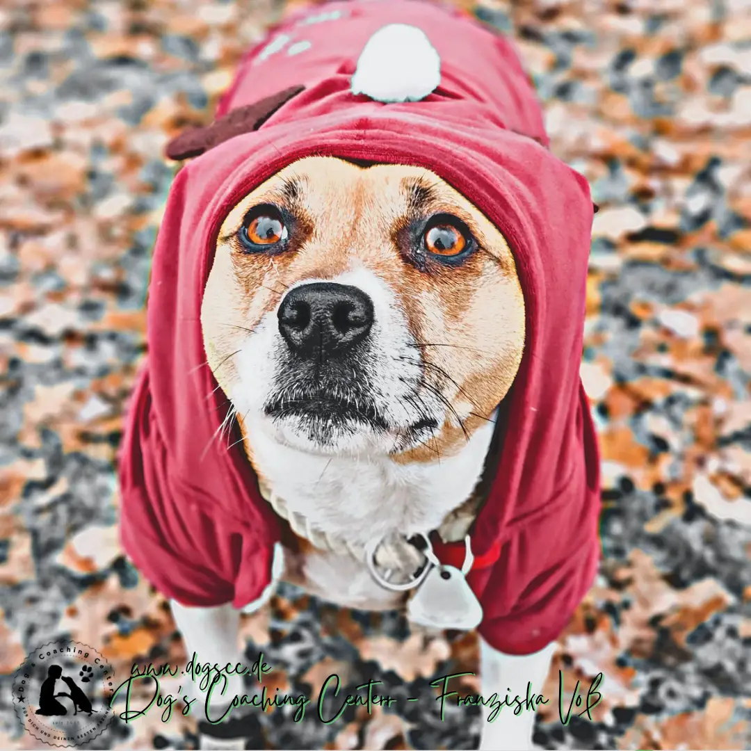 Weihnachtszeit – Sicherheit für Deinen Hund