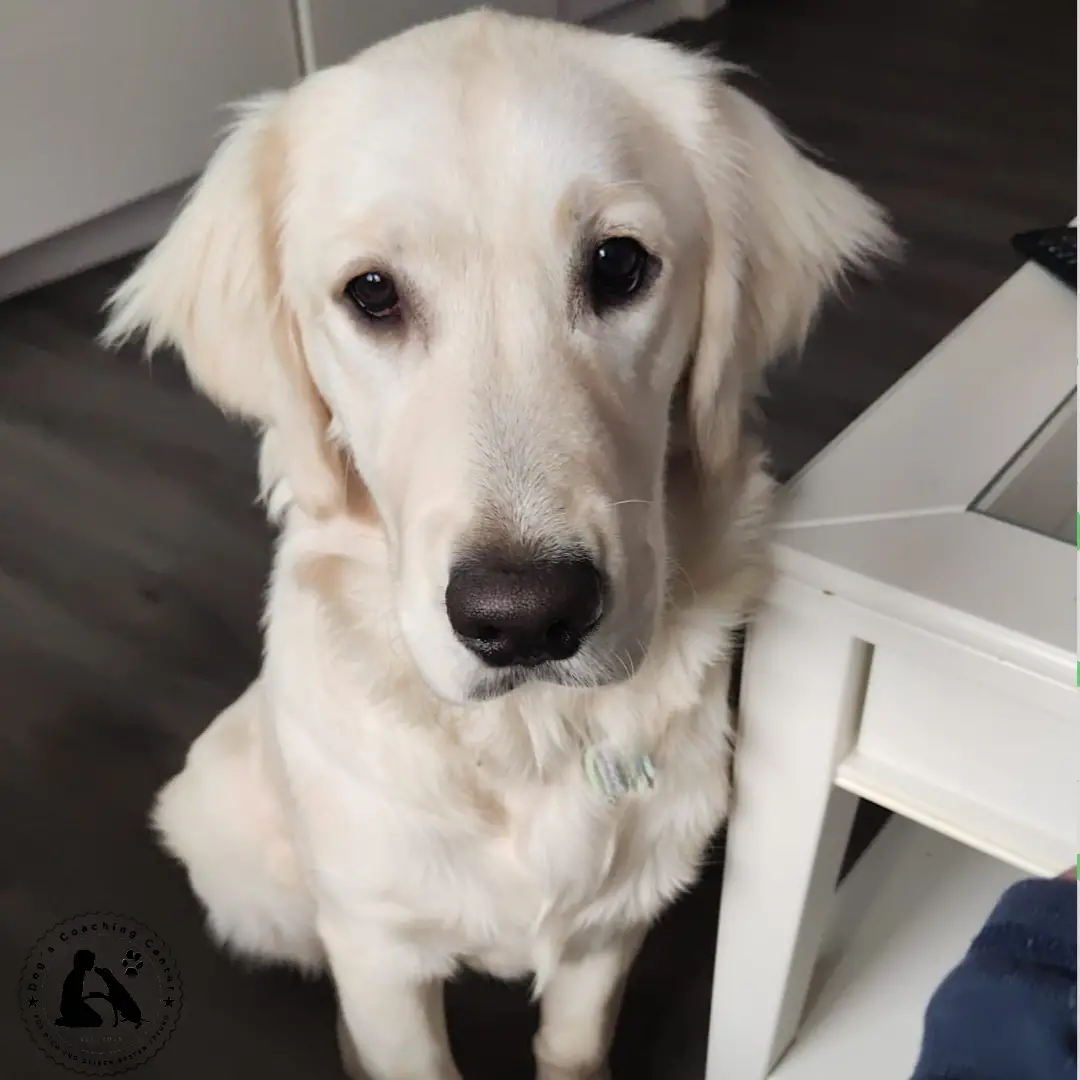 18.01.2024: Newsbeitrag - Zum Sat1-TV-Dreh Ein Junger Hund sitzend neben dem Wohnzimmertisch