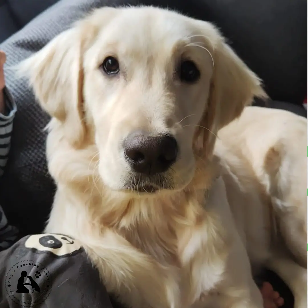 Ein Junger Hund sitzend neben seinem Besitzer