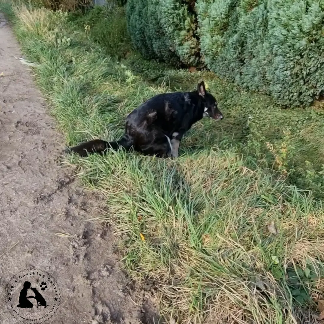 01.02.2024: Maja muss mal. DCC-Hündin sitzt im Grünstreifen und verrichtet ihr großes Geschäft