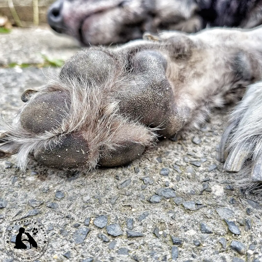 05.07.2024: Pfotenverbrennungen durch Asphalt Zum Vergleich: ein durchweg gesunder Ballen