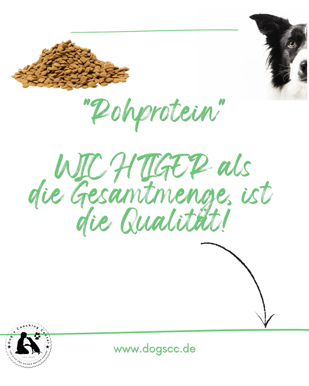 27.05.2025: Newsbeitrag - Futterdschungel Grafik mit Trockenfutter, halbes Hundegesicht, darunter Text zum Rohprotein wie im Text nebenan, unten Logo DCC und die Adresse zur Website
